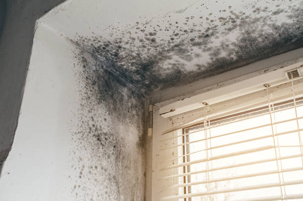 Affordable Commercial Mold Remediation solutions in Mead, CO